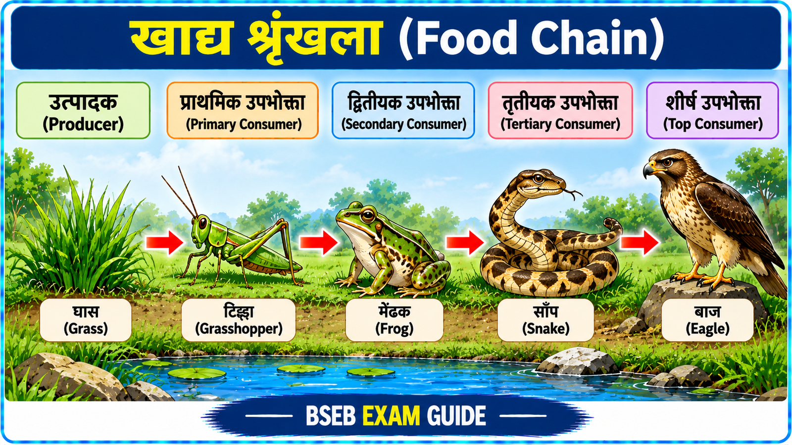 खाद्य श्रृंखला Food Chain
