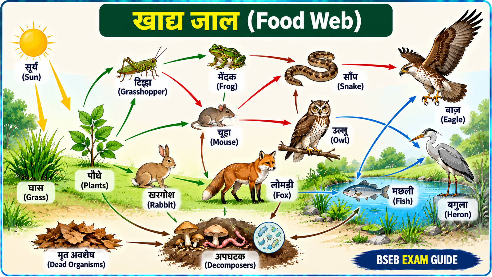 खाद्य जाल Food Web