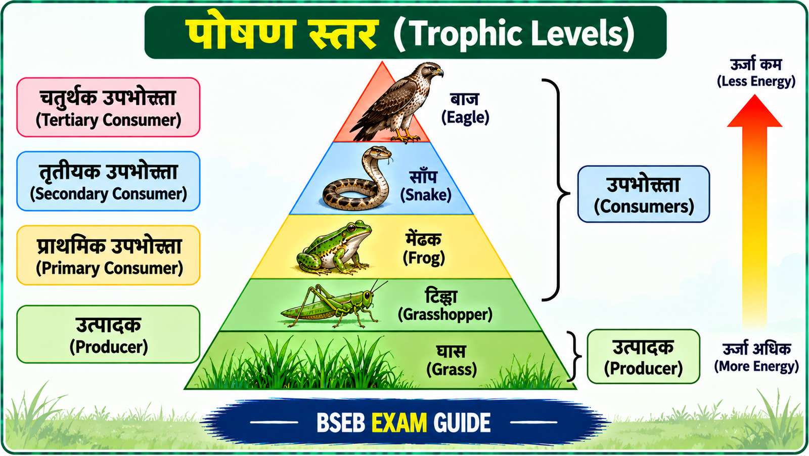 पोषण स्तर Trophic Levels