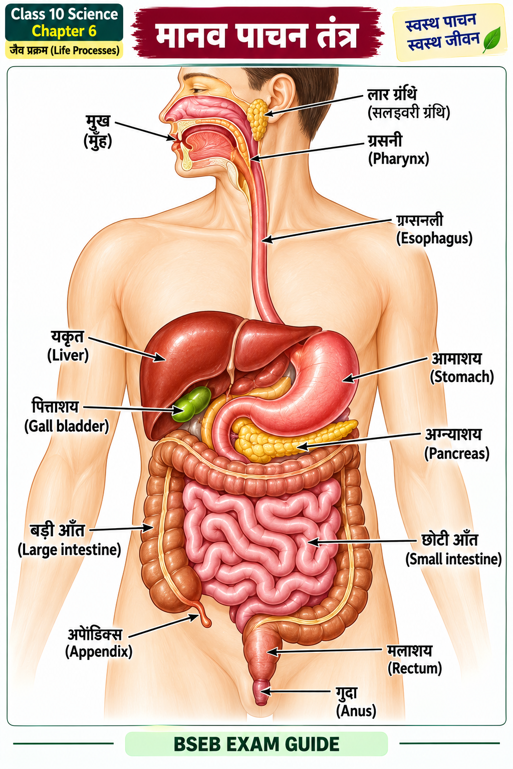 मानव पाचन तंत्र का नामांकित चित्र Class 10 Science