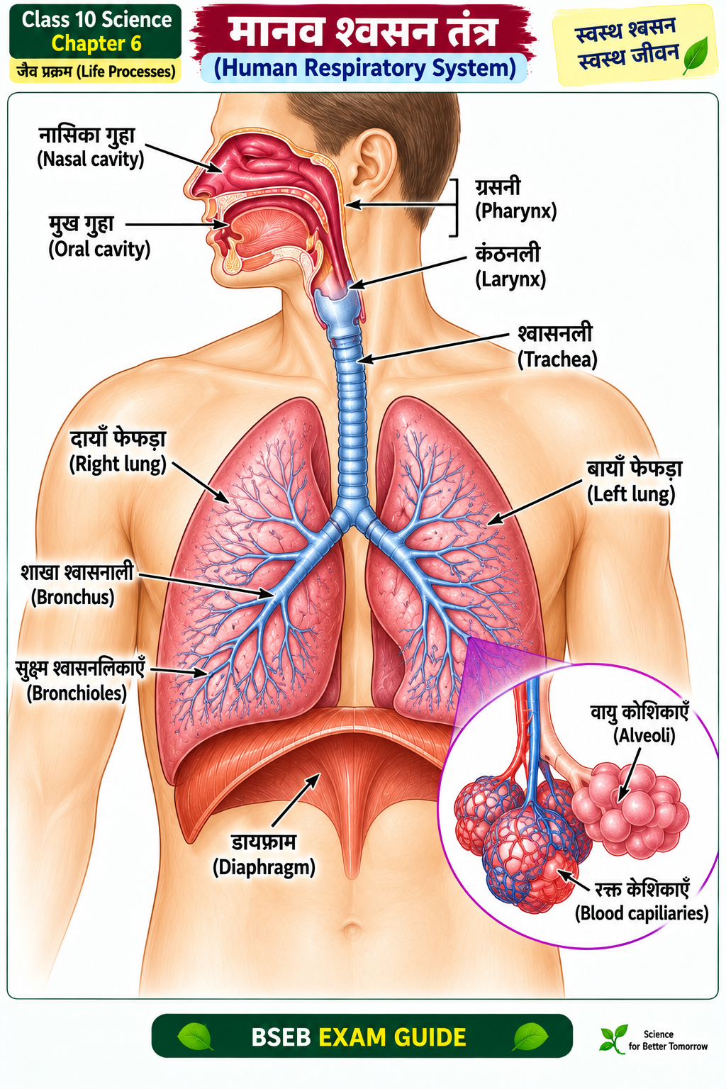मानव श्वसन तंत्र का नामांकित चित्र Class 10 Science