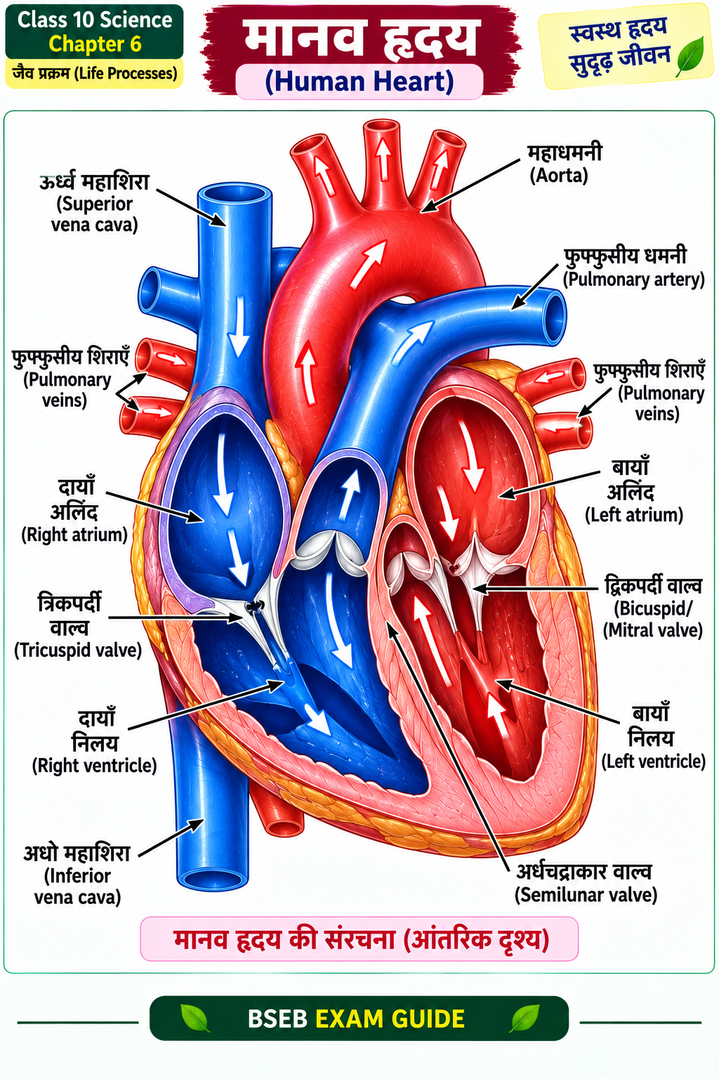 मानव हृदय की आंतरिक संरचना Class 10 Science