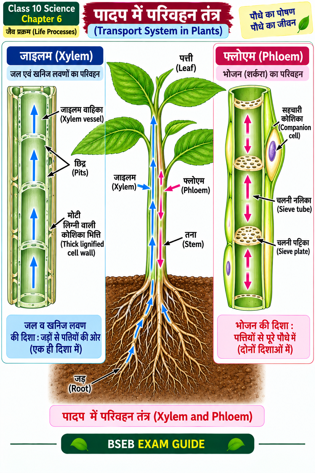 पौधों में जाइलम और फ्लोएम द्वारा परिवहन Class 10 Science