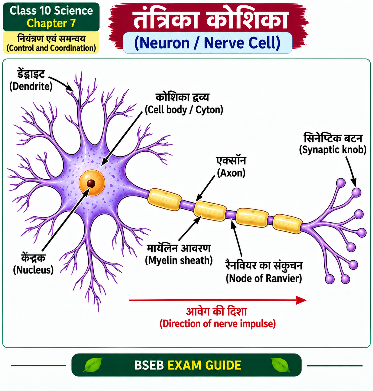 Class 10 Science Chapter 7 Neuron Structure