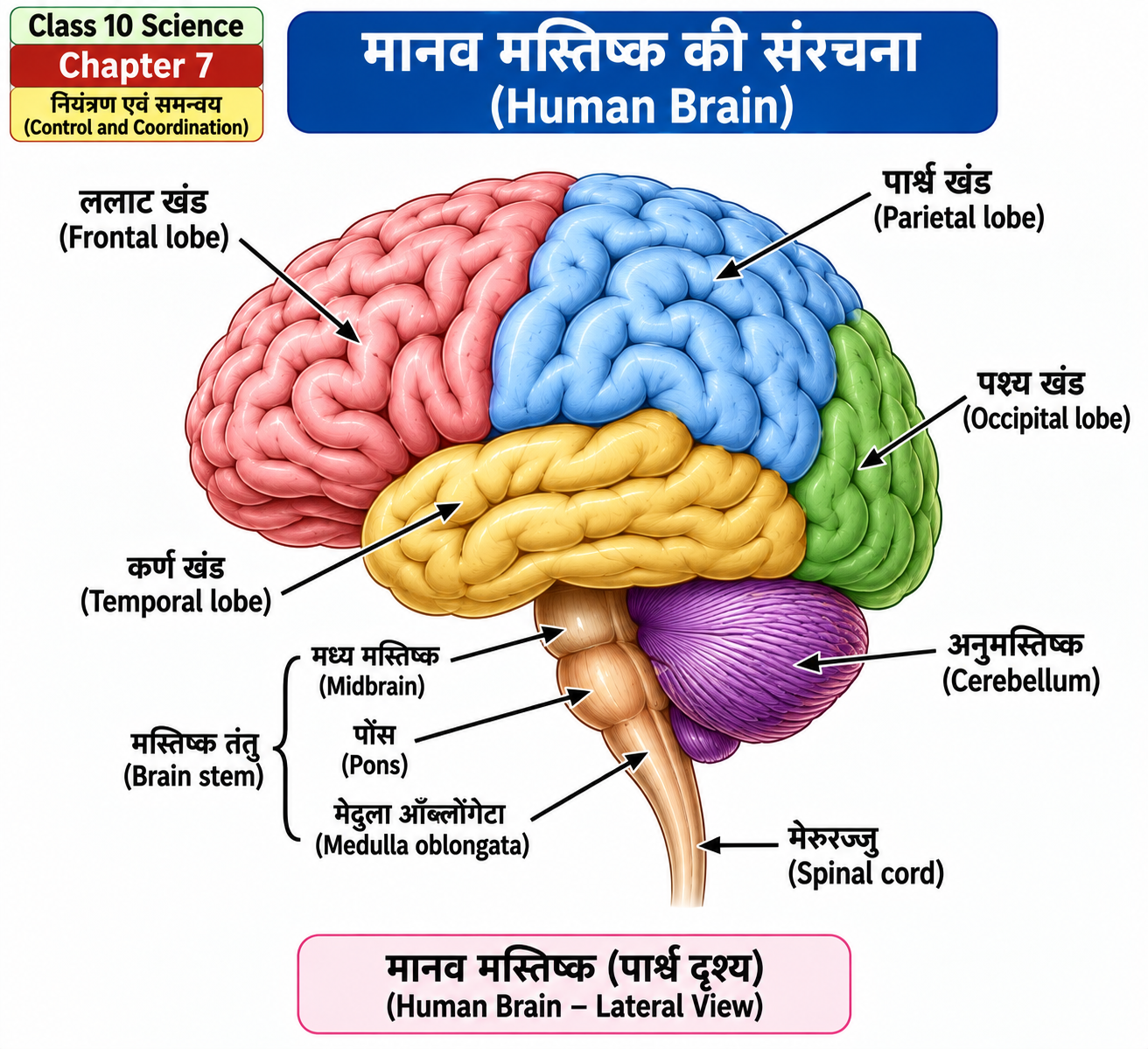 Class 10 Science Chapter 7 Human Brain