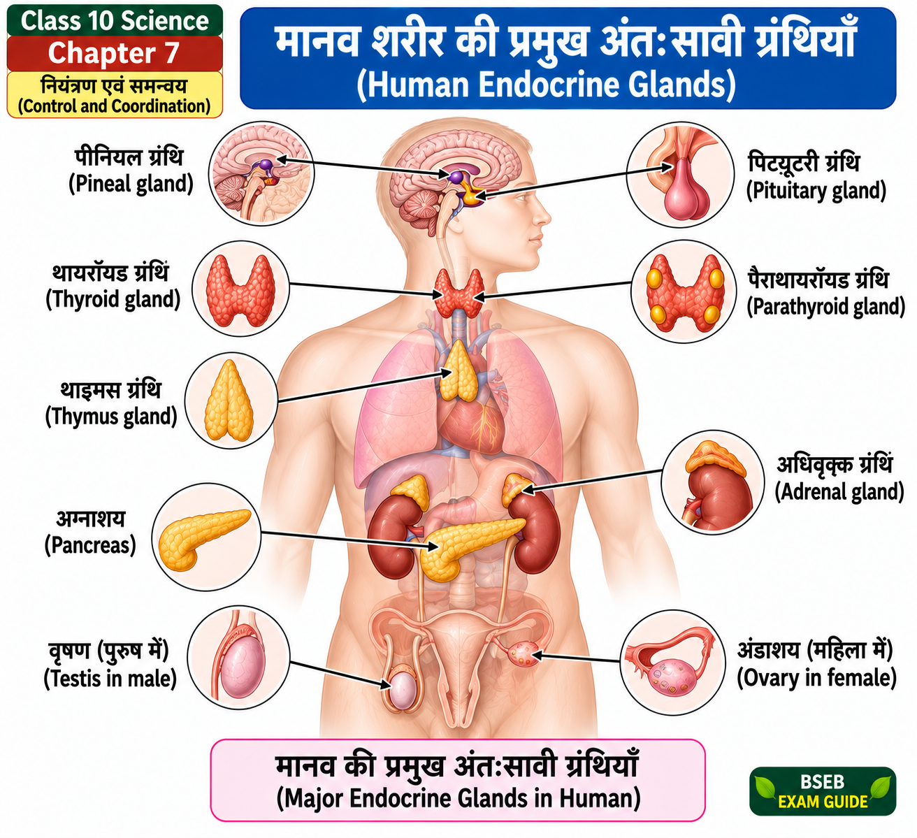 Class 10 Science Chapter 7 Human Endocrine Glands