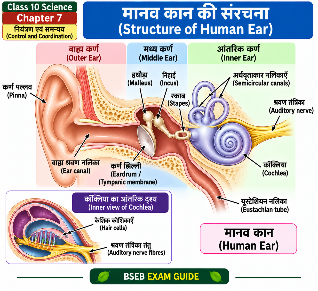 Class 10 Science Chapter 7 Human Ear Structure