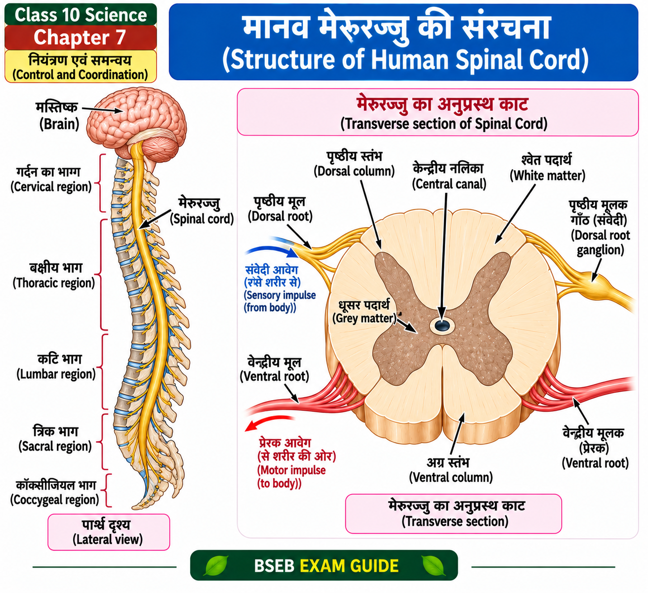 Class 10 Science Chapter 7 Human Spinal Cord