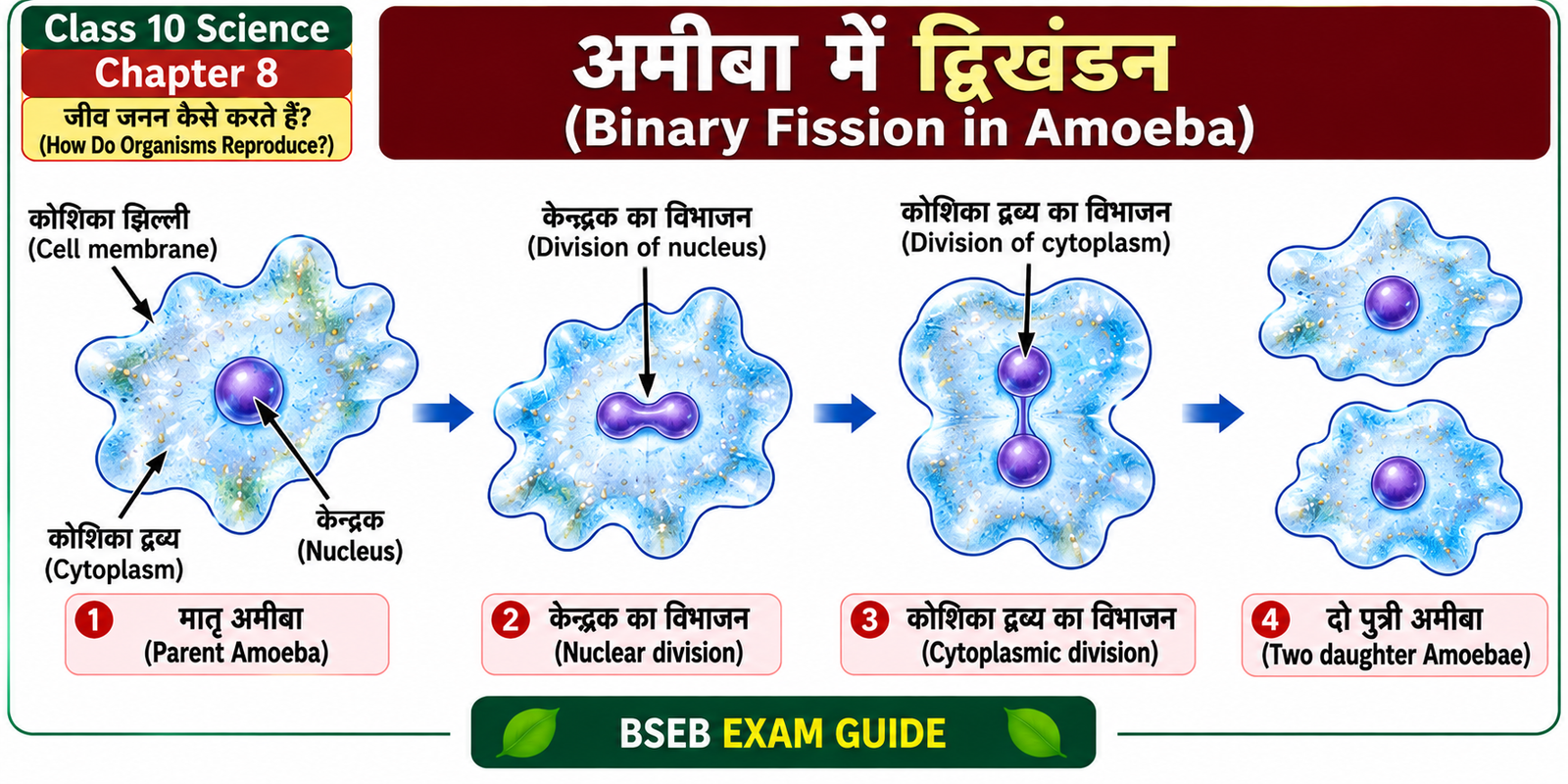 अमीबा में द्विखंडन Binary Fission in Amoeba Class 10 Science
