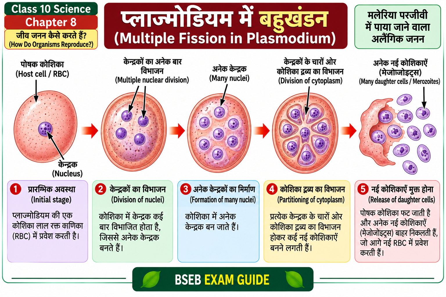 प्लाज्मोडियम में बहुखंडन Multiple Fission in Plasmodium