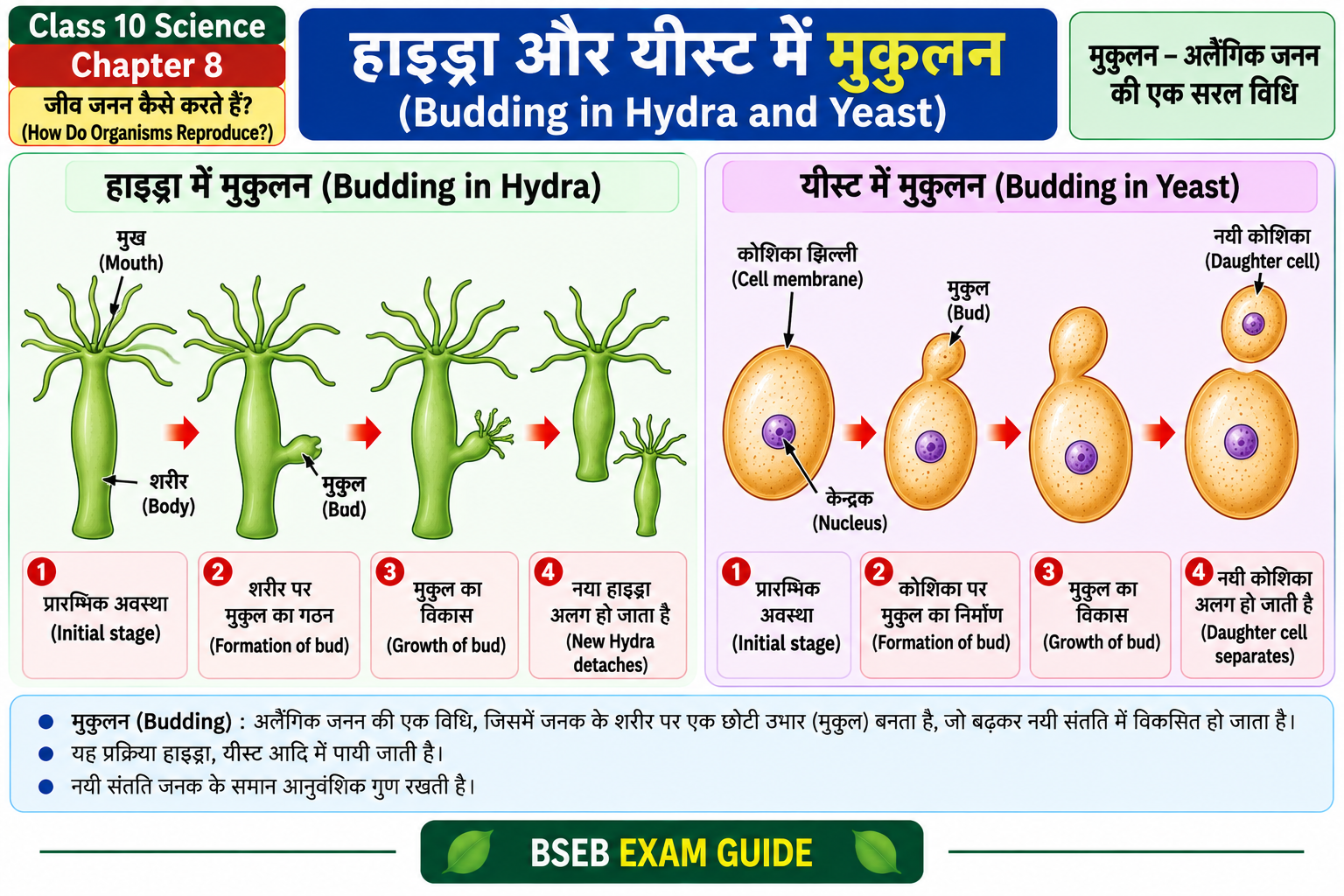 हाइड्रा और यीस्ट में मुकुलन Budding in Hydra and Yeast