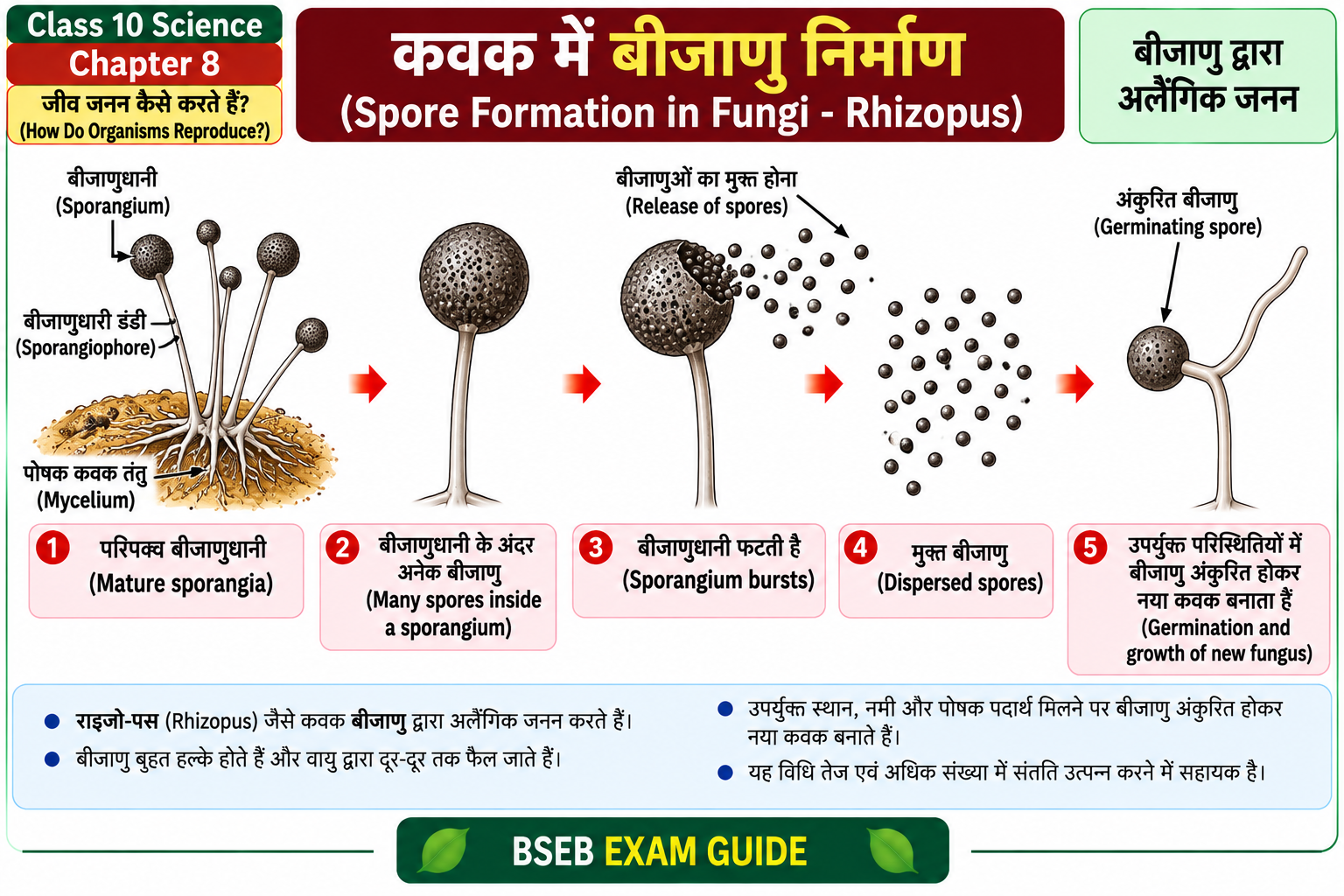 राइजोपस में बीजाणु निर्माण Spore Formation in Rhizopus