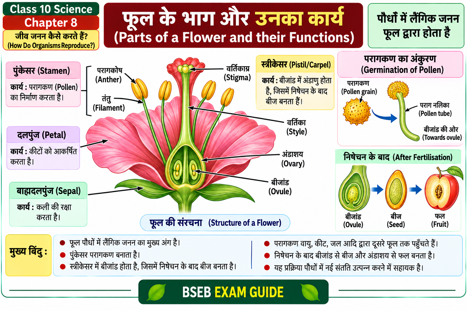 फूल की संरचना Structure of Flower Class 10 Science