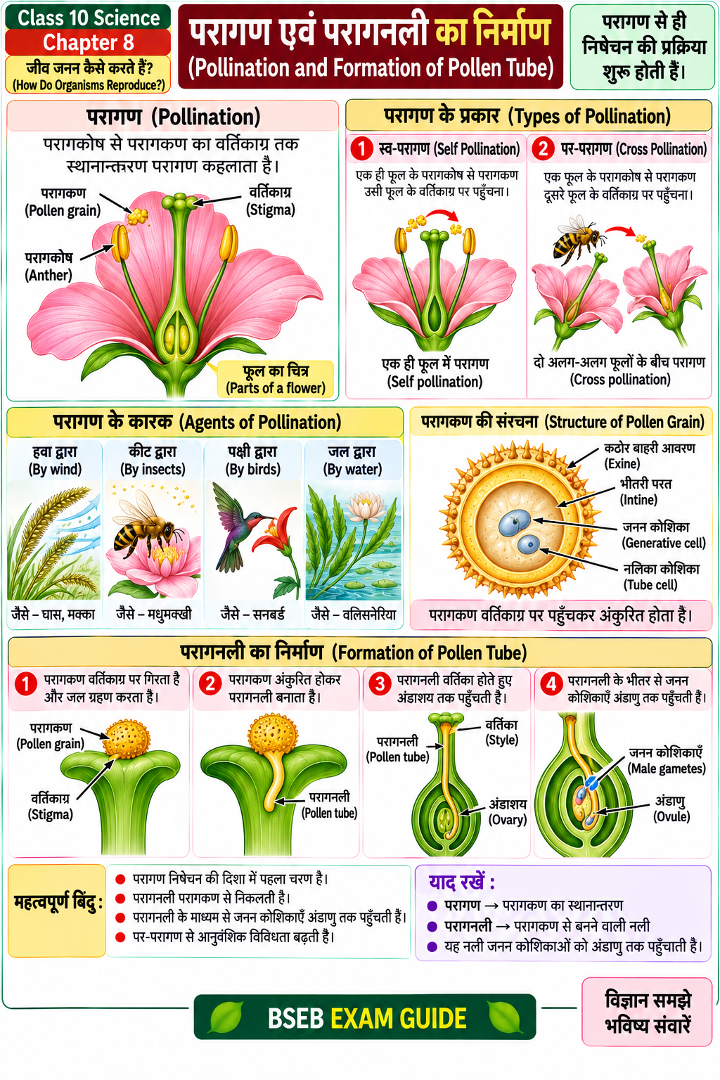 परागण और परागनली निर्माण Pollination and Pollen Tube Formation