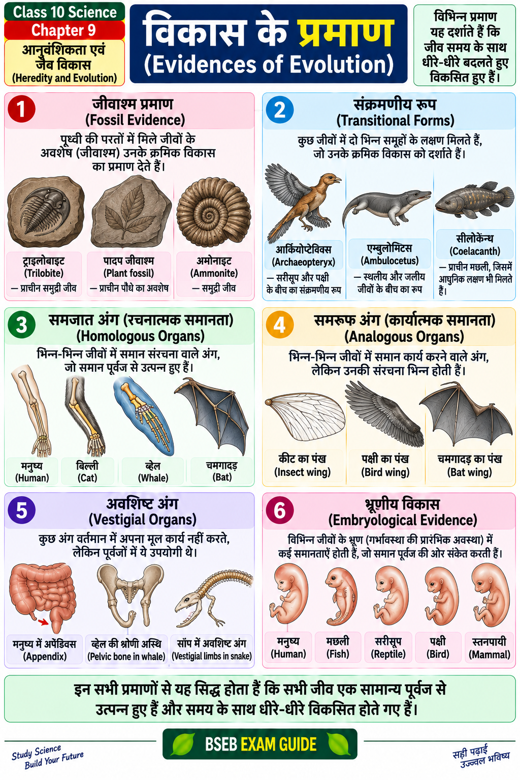 जैव विकास के प्रमाण Evidences of Evolution Class 10 Science