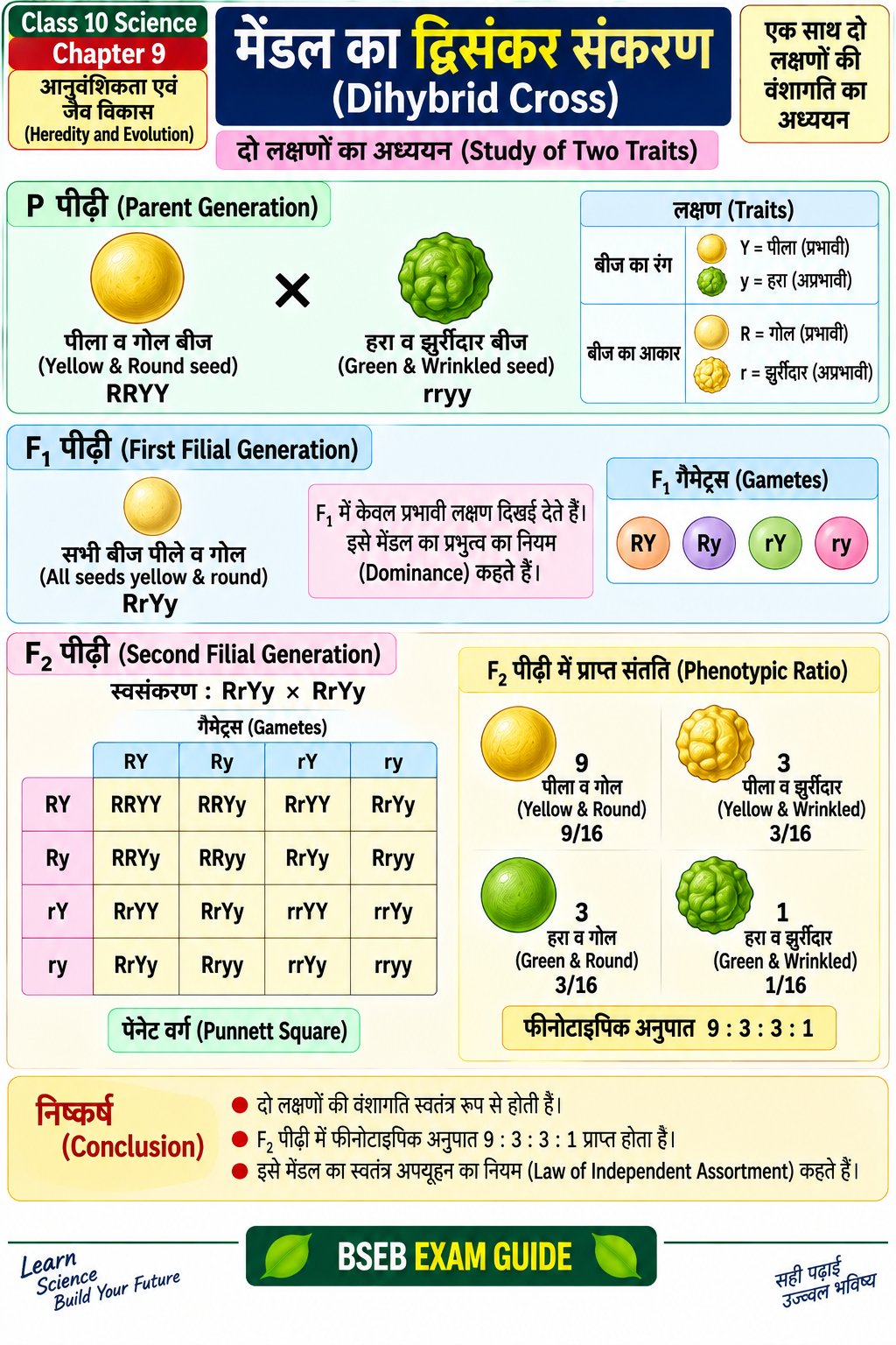 मेंडल का द्विसंकर संकरण Dihybrid Cross Class 10
