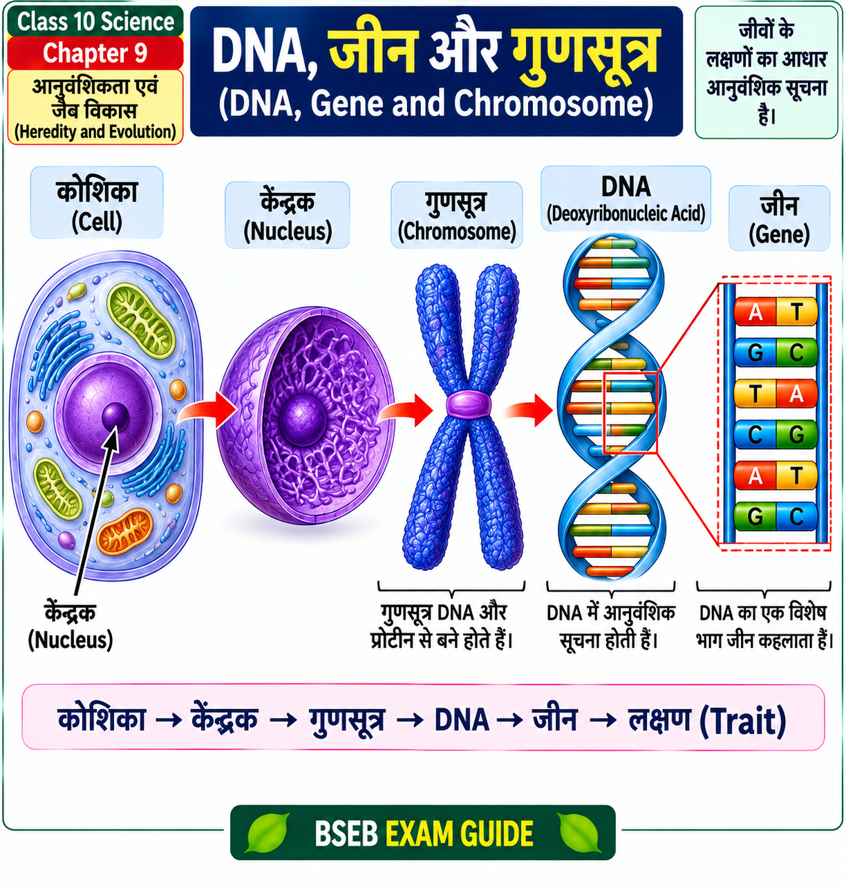 DNA Gene Chromosome Class 10 Science आनुवंशिकता