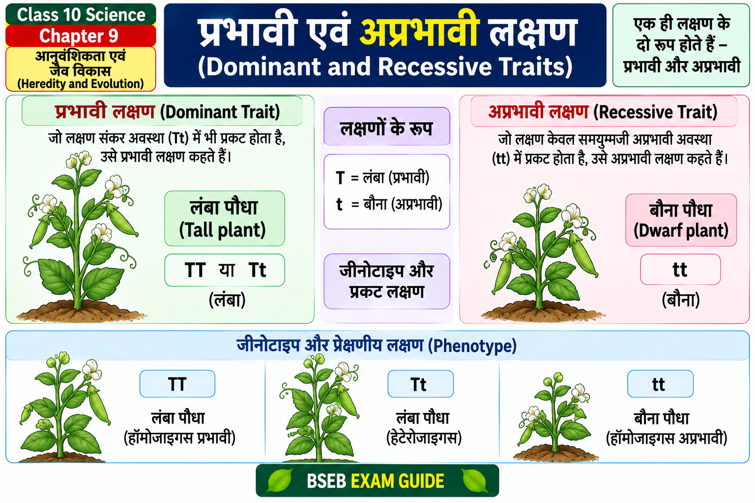 प्रभावी और अप्रभावी लक्षण Dominant and Recessive Traits