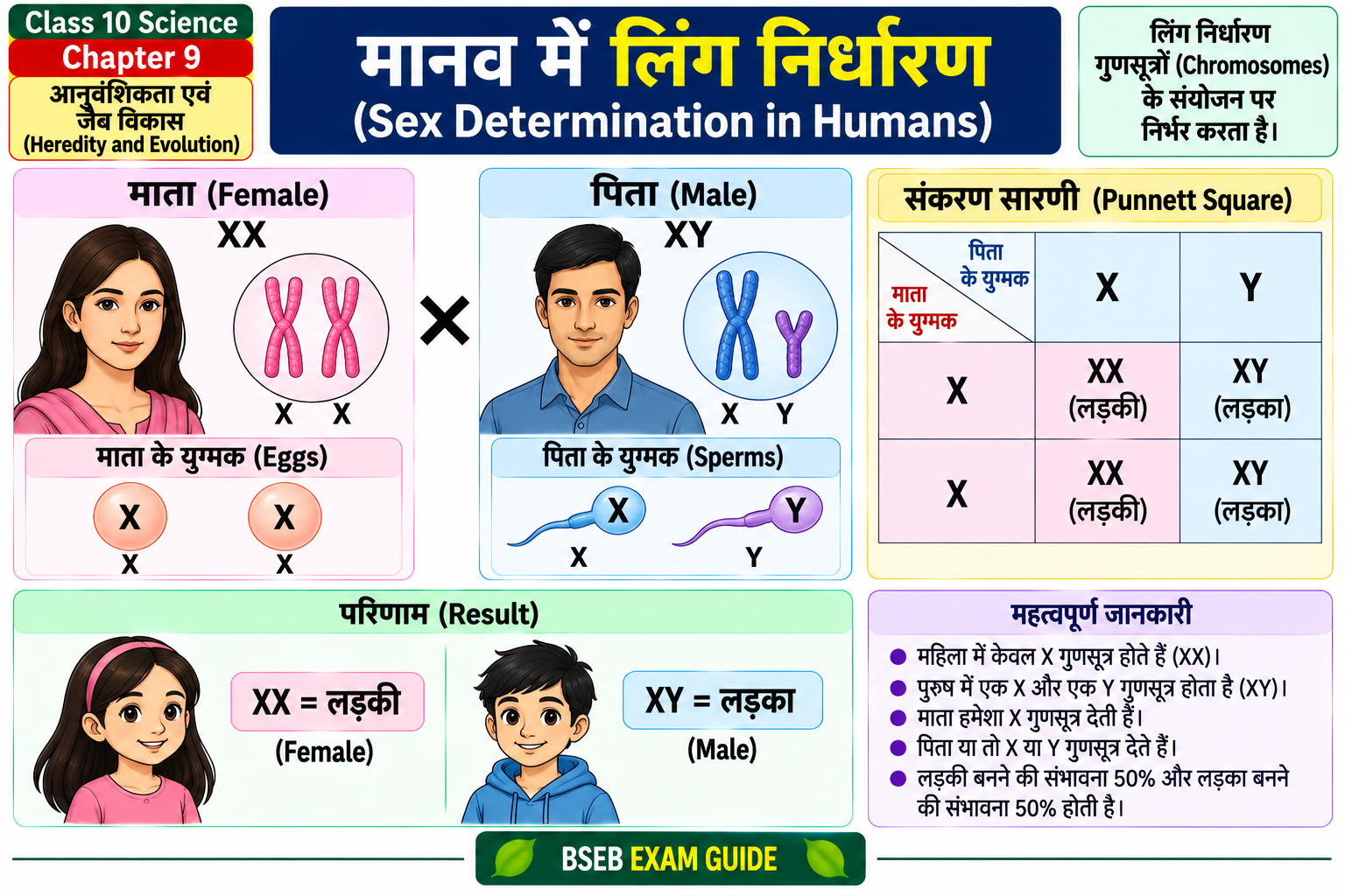 मानव में लिंग निर्धारण Sex Determination in Humans XX XY