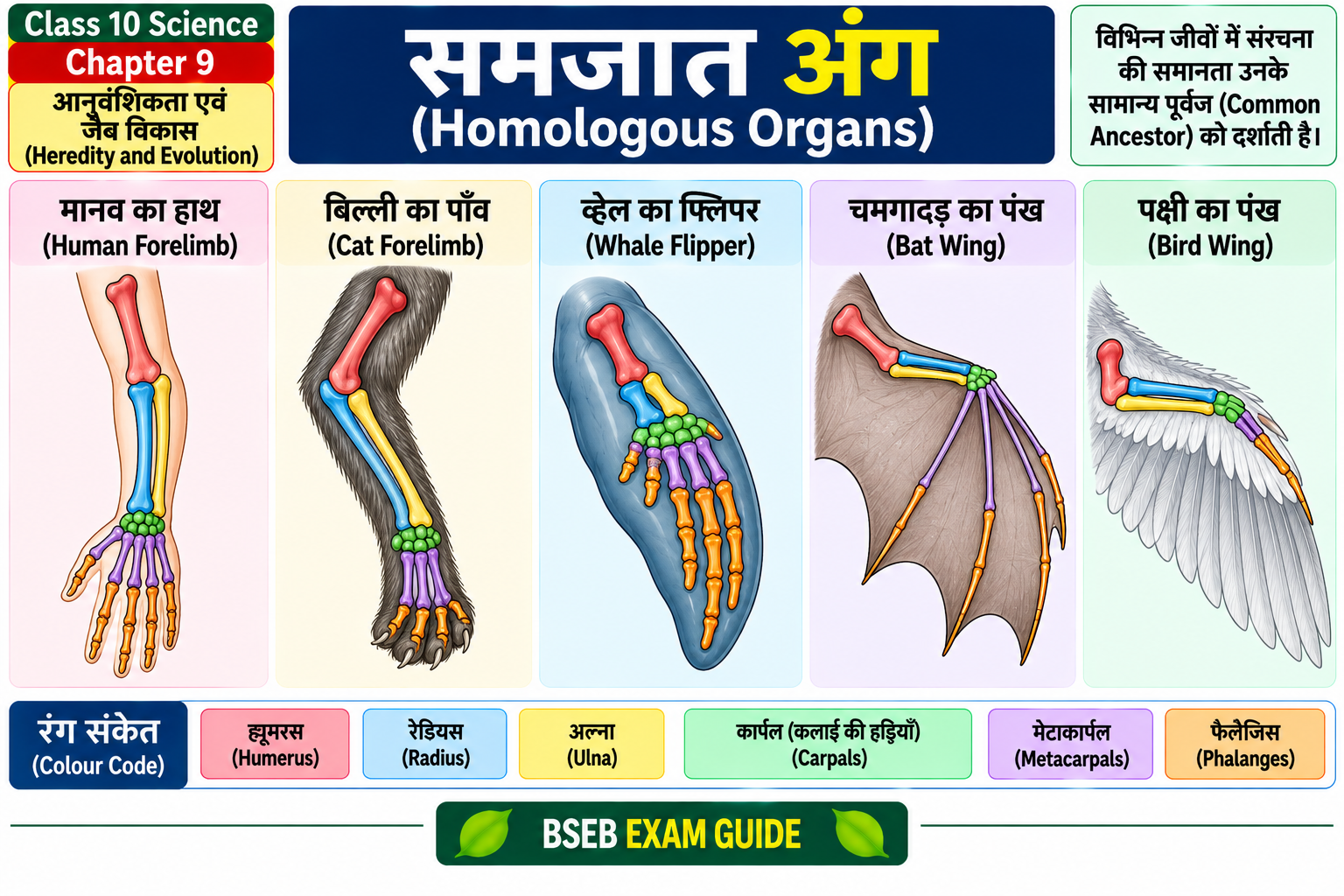 समजात अंग Homologous Organs Class 10 Evolution