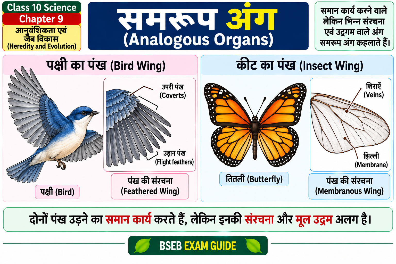 समरूप अंग Analogous Organs Bird Wing Insect Wing